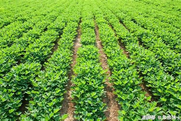 麦茬花生怎样追肥？