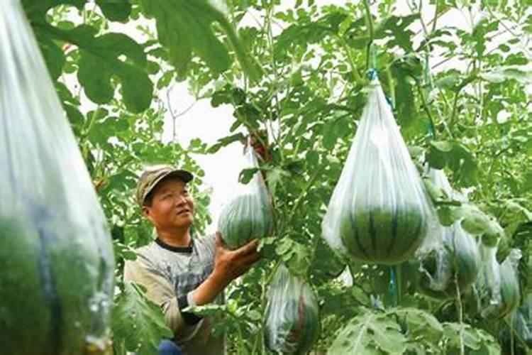 大棚西瓜用的冲施肥是多少次性投入还是一次性投入？