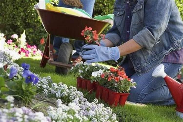 一般花草需要施什么肥最好  养花草用什么肥料好