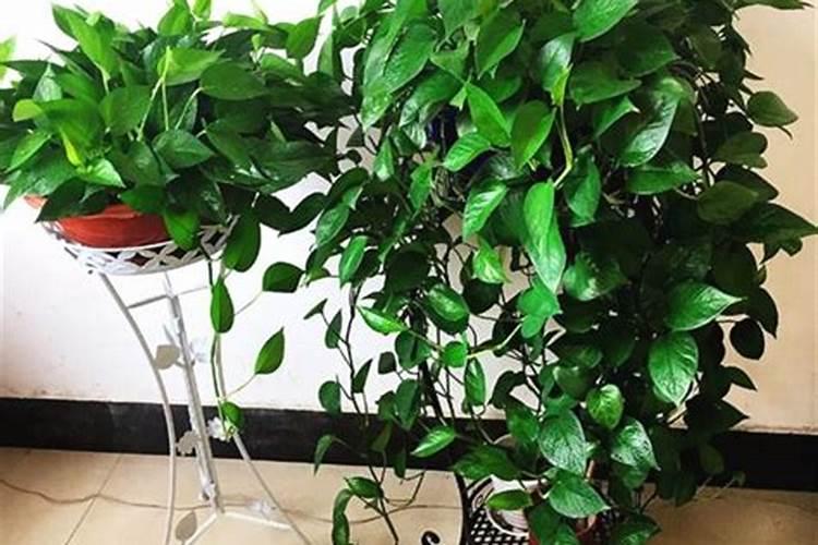 绿萝能施磷肥复合肥和尿素吗