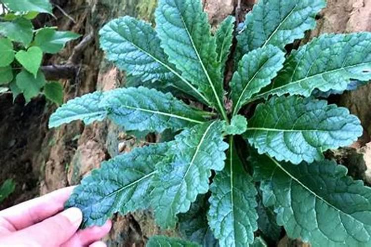 中药材生根用干什么肥料好,地黄壮根肥什么时候施肥!