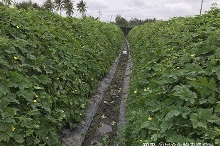 地黄专用壮根叶面肥哪家好？地黄叶面肥什么时候用好？