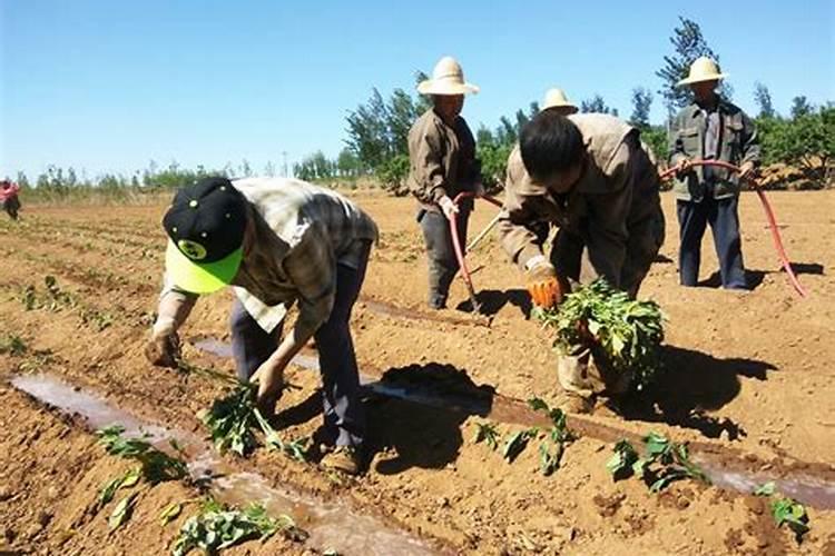 白地瓜种植时间和方法