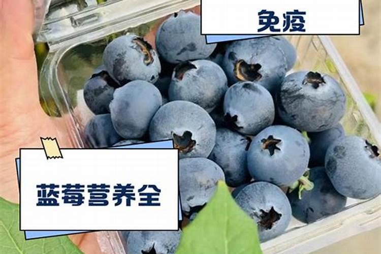 蓝莓用什么肥料