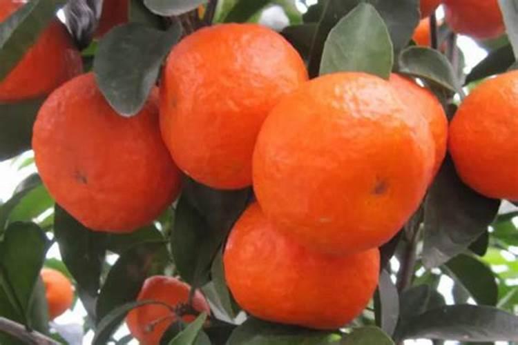 沙糖桔膨果用什么肥 如何施肥效果好