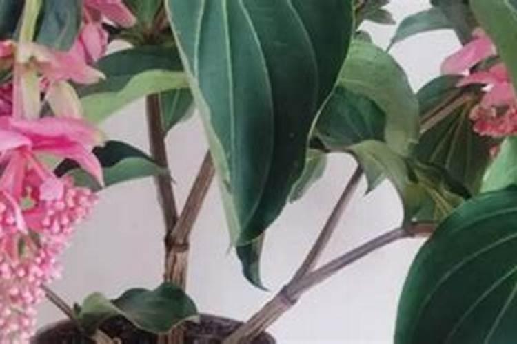 宝莲灯花怎么养,宝莲灯花的养殖方法和注意事项(图)