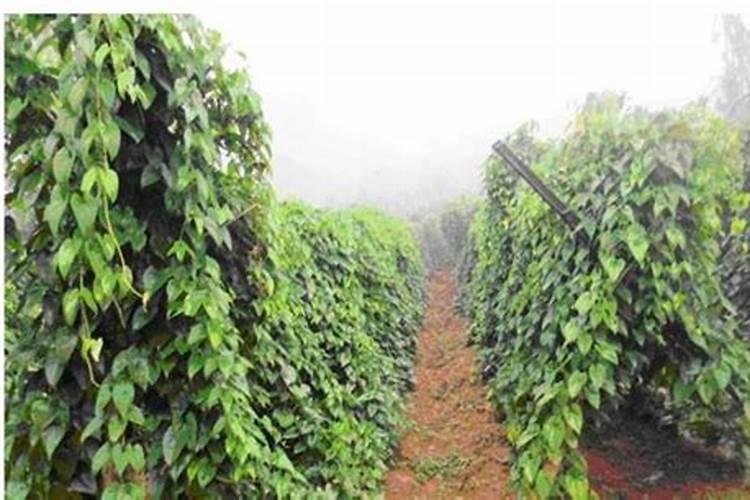 请问有薄膜种植毛薯技术吗？