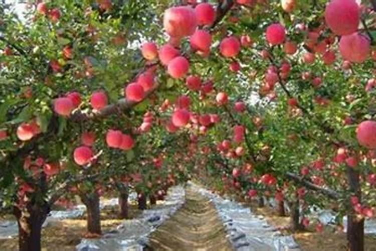 苹果树硼中毒怎么办