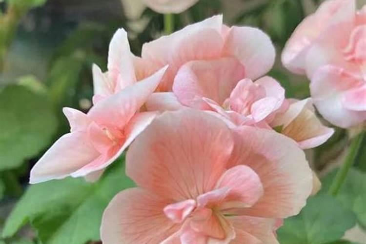 天竺葵用什么肥料最好