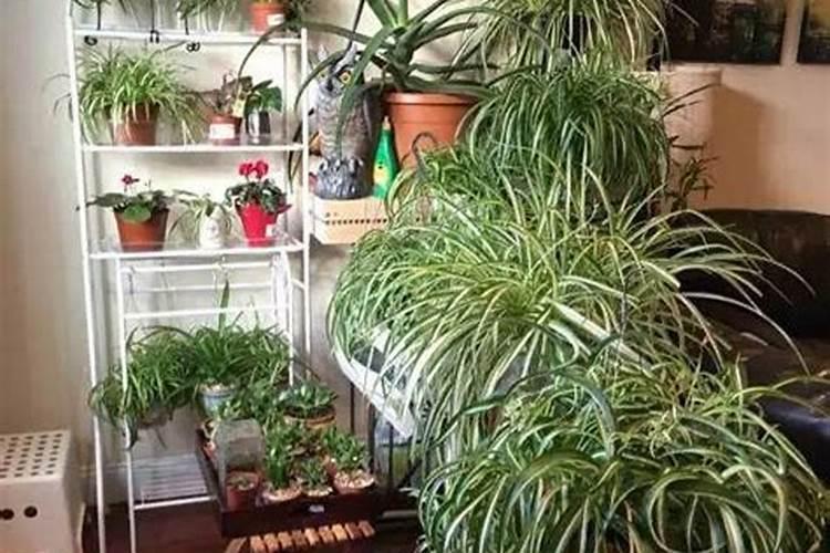 吊兰怎么施肥 吊兰施肥方法