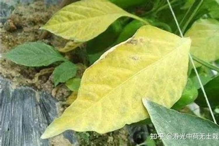 大豆叶子发黄是什么原因
