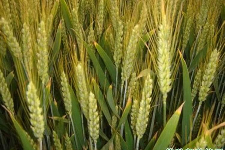 种小麦肥料每一亩是多少