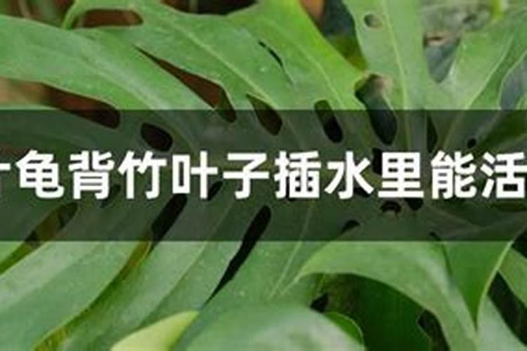 龟背竹施什么肥最好