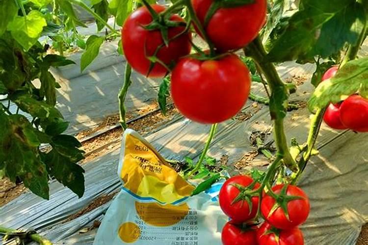 番茄追肥用什么肥料好