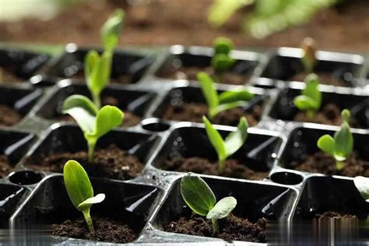 用育苗土育苗需要肥料吗