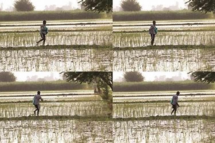 大米可以放土里当肥料吗