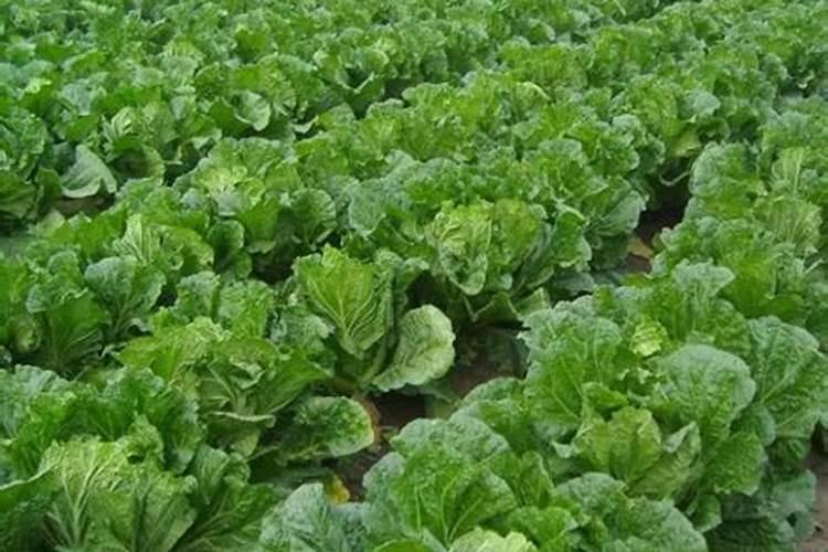 叶菜类蔬菜的施肥方法