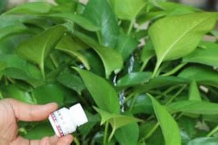 绿箩在室内种植中需要施加什么肥料,浇水怎么浇？