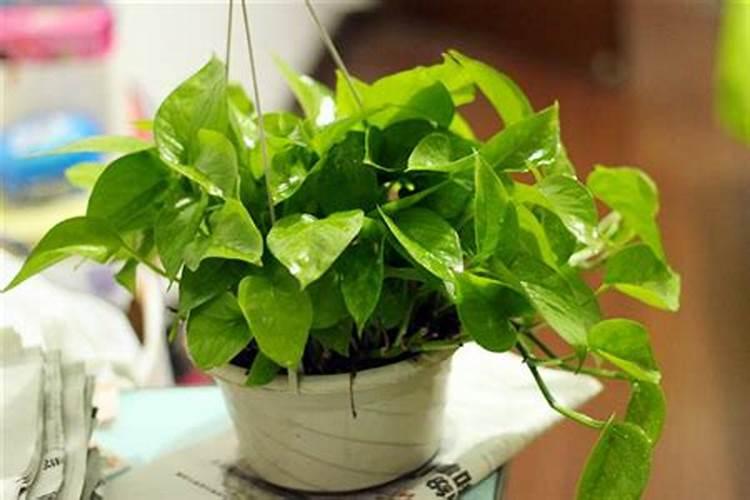 绿萝施什么肥料长得好