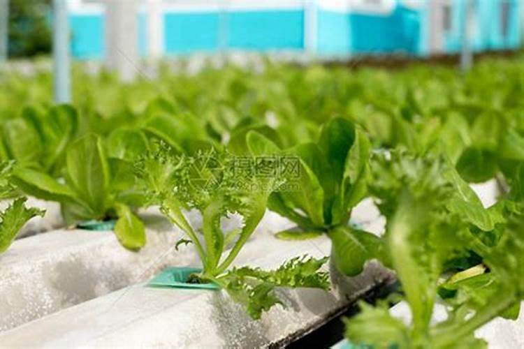 作物需要的有机质叶面喷施有用吗？