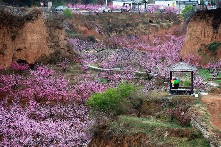 肥城桃采摘园地址园最好