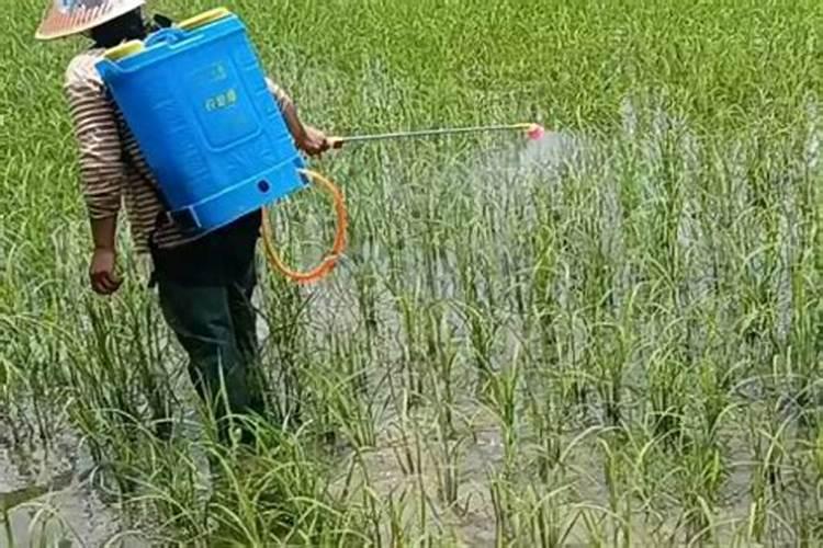 芸苔素隔多久能打二次