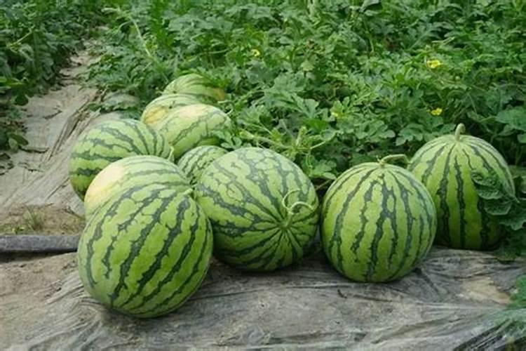 西瓜一亩地上多少底肥料？