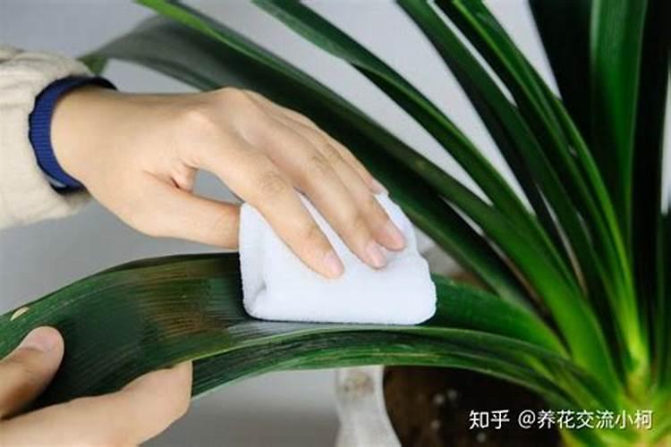 桂花叶小不长能喷施尿素吗