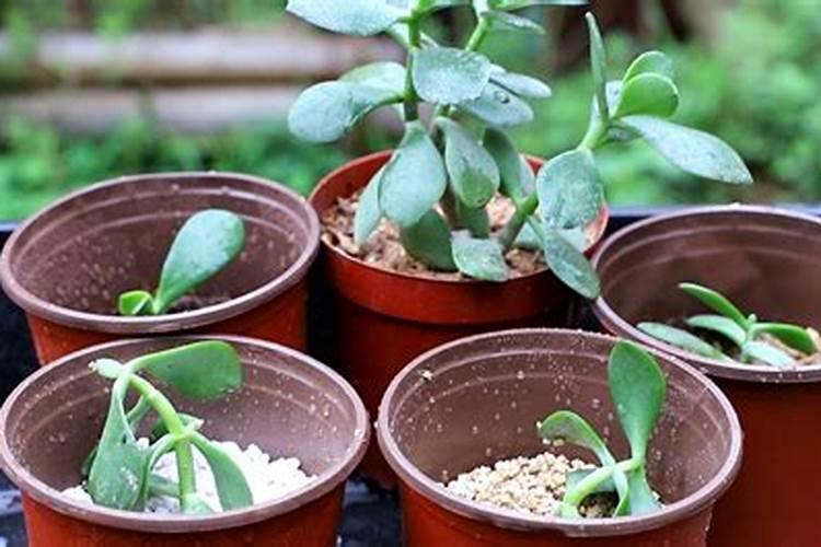 玉树用什么肥料好