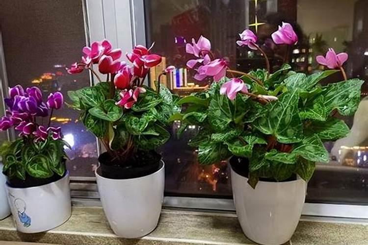 磷肥泡水可以浇花吗