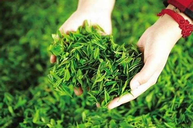 恩施硒茶多少一斤比较靠谱,恩施硒茶价格多少？