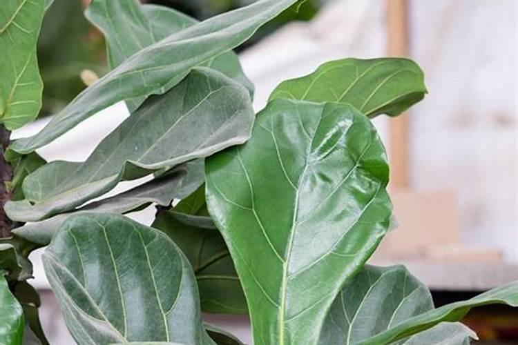 琴叶榕怎么施肥