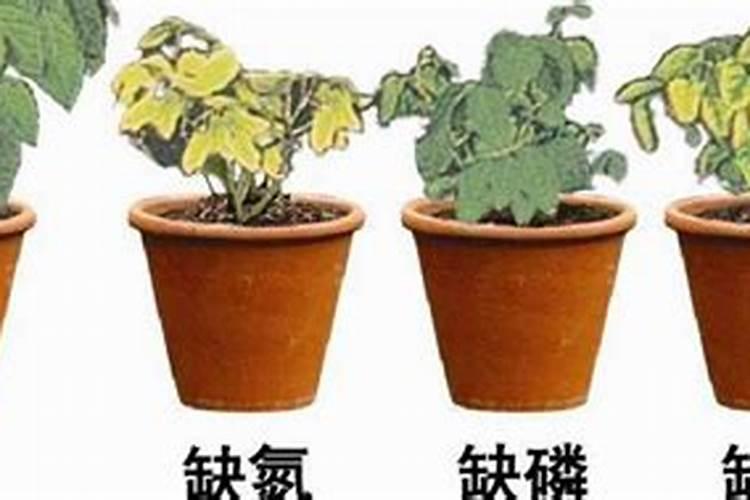 鱼蛋白胶囊鳕鱼的营养价值