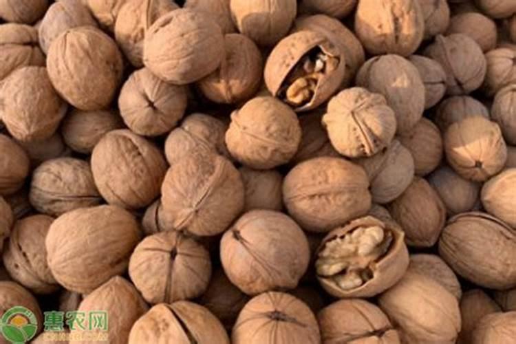 山核桃到七月份大量落果什么原因