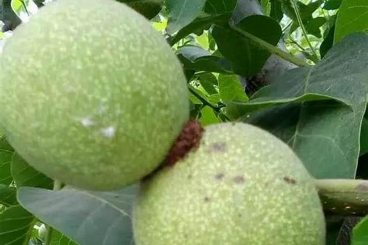 麻核桃出现爱掉果的情况该怎么办？