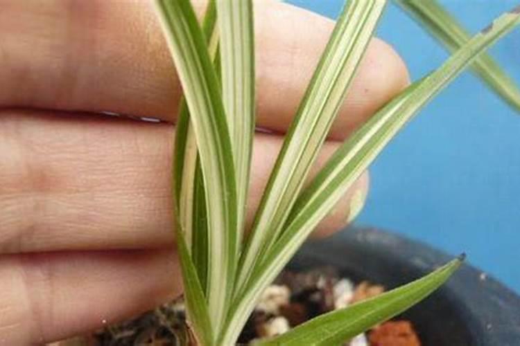 兰花艺草如何养殖？浇水、施肥有什么讲究？