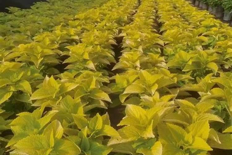 紫苏施肥用什么肥料