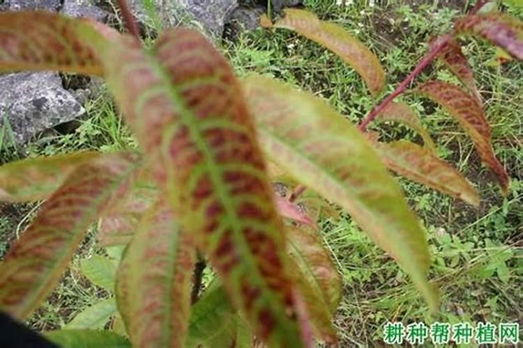 油桃缺氮有何表现,如何防治？