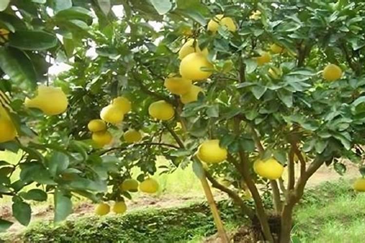 柚子施什么肥最甜,柚子树施什么肥比较好