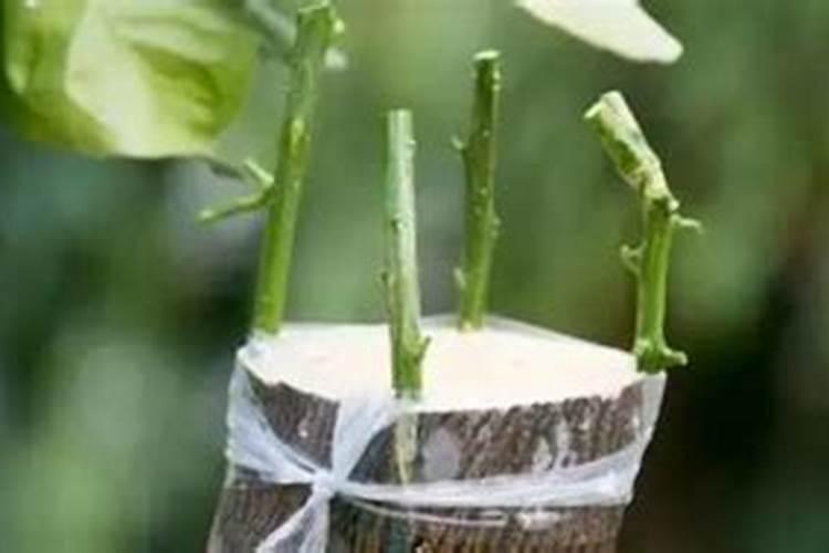 五到八月怎么嫁接桃树#校园分享#