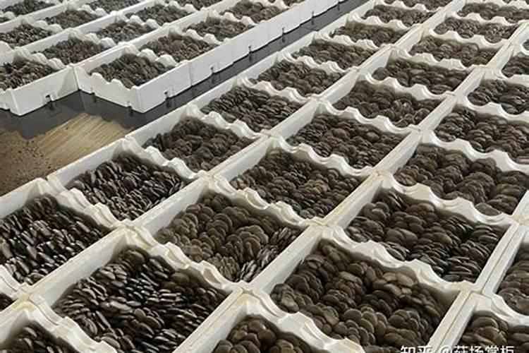 大球盖菇如何高产栽培