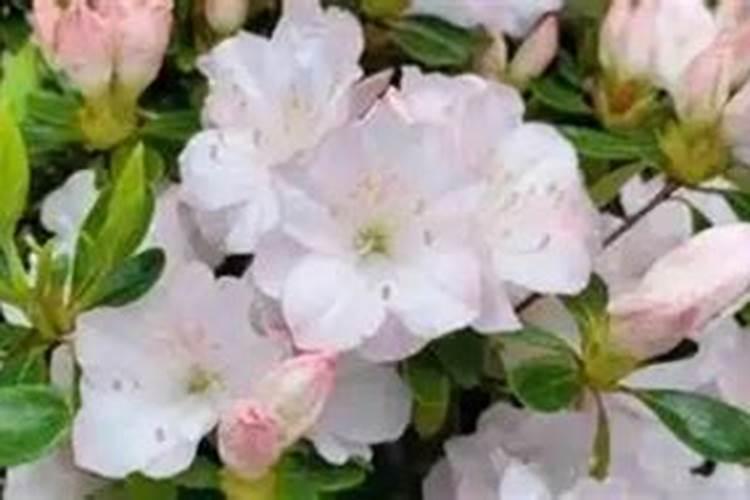 杜鹃花应该施什么肥杜鹃花应该什么时候施肥？