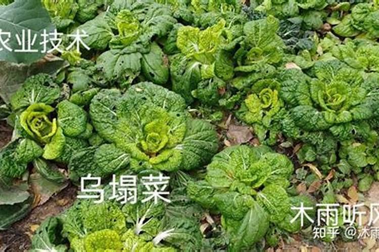 种乌塌菜如何科学施肥？