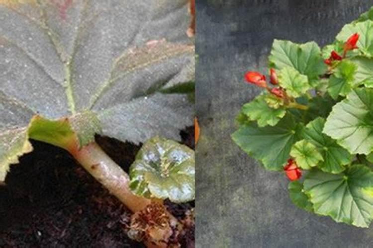 怎样给海棠施氮肥 得注意什么