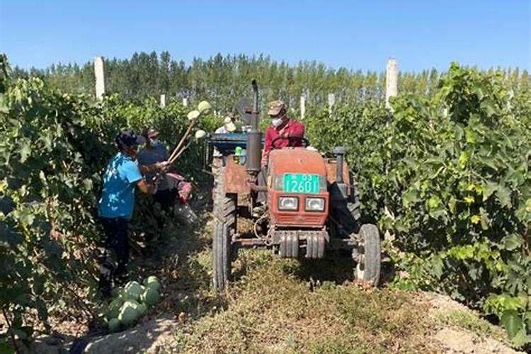 打瓜能不能翻秧？