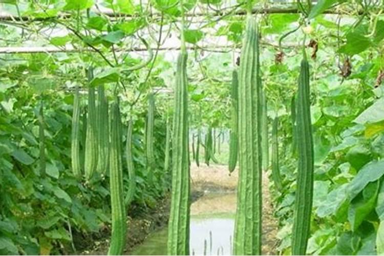 丝瓜肥最忌三种肥料