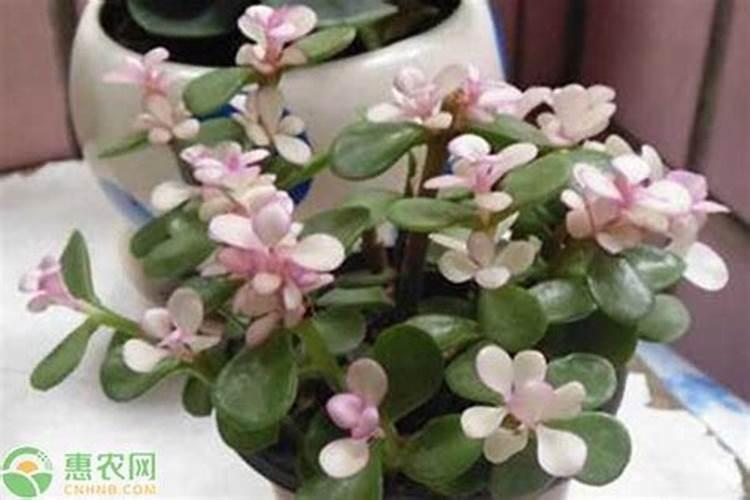 金枝玉叶用什么肥料