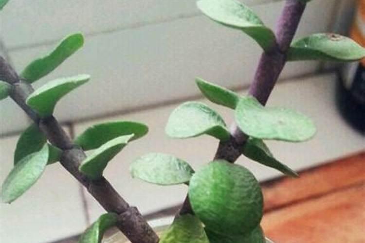 金枝玉叶施什么肥合适