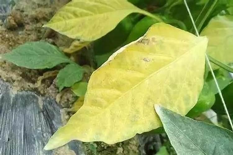 大豆黄叶、死苗原因及防治方法