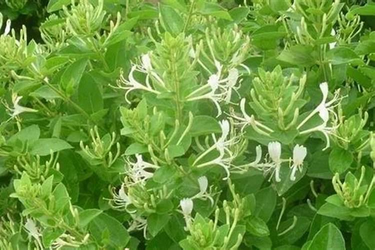 金银花用复合肥可以吗